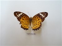 藏品(斐豹蛺蝶)的圖片